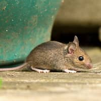 mouse in a massachusetts restaurant