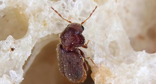 pantry beetle in a home