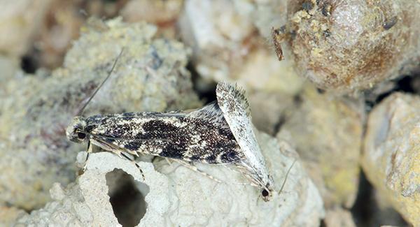 An image of a pantry moth.