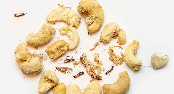 pantry moths in a kitchen on food