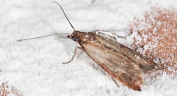 How Pantry Moths Get Into Southern Maine Pantries