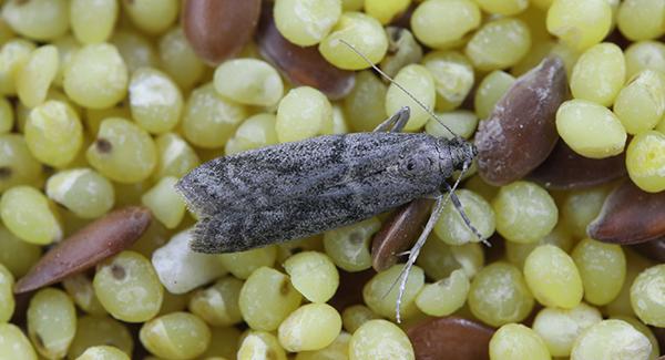 pantry pest in food