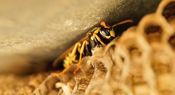 paper wasp crawling on nest