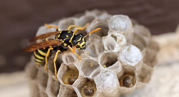 close up of wasp on nest
