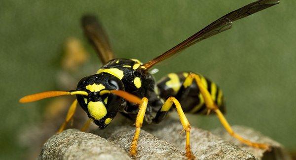 a paper wasp in its nest