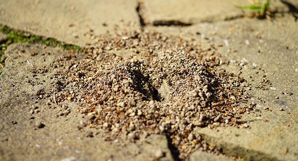 close up of pavement ant hill