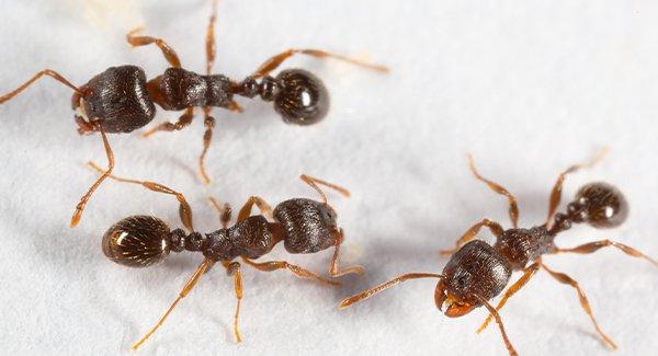 several ants on a kitchen floor