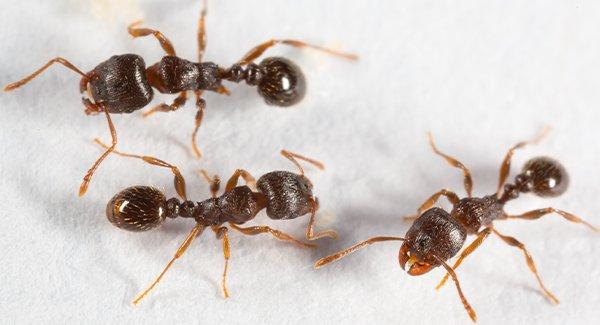 pavement ants on a tile floor