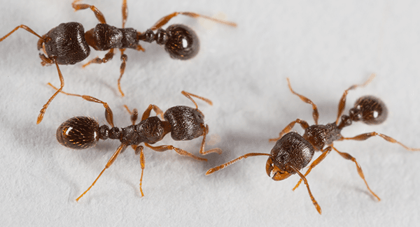 pavement ants up close