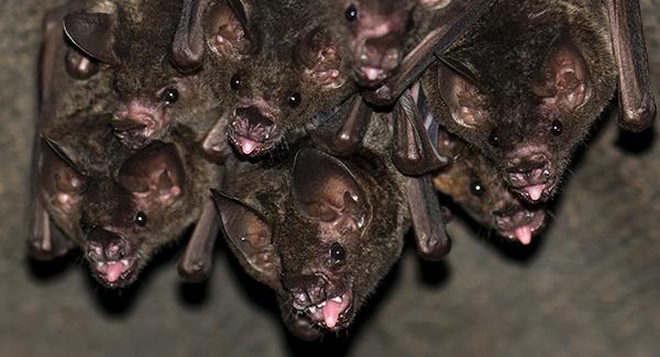 a group of bats hanging together