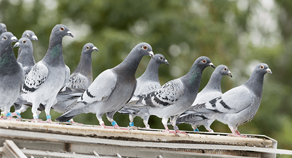 pest birds on a business