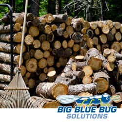 10 Top Tips for Control of Firewood Pests