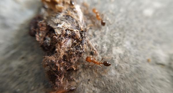 crawling pharaoh ants