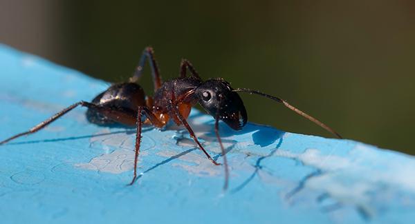 up close image of a pharaoh ant