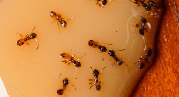 pharoah ants inside a home