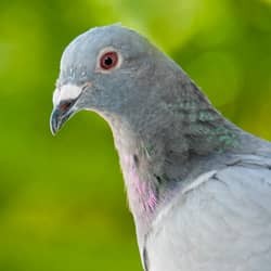 pigeon near massachusetts home