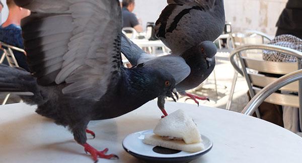 a pigeon getting into food at a restaurant