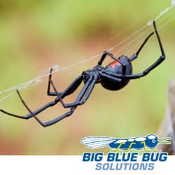 Learn more about dangerous spiders in Rhode Island rhode island black widow spider