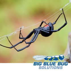 rhode island black widow spider