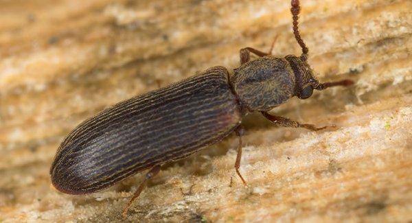 a powderpost beetle on wooden surface