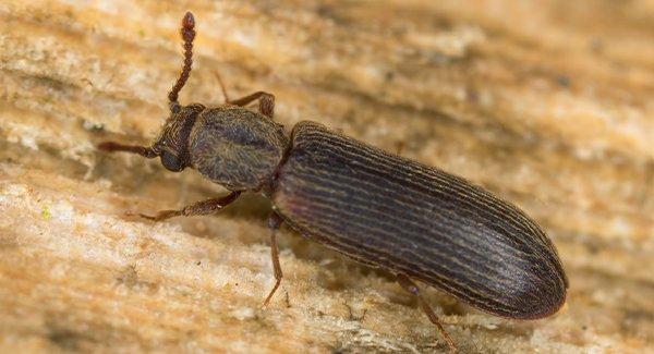 powderpost beetle crawling on wood