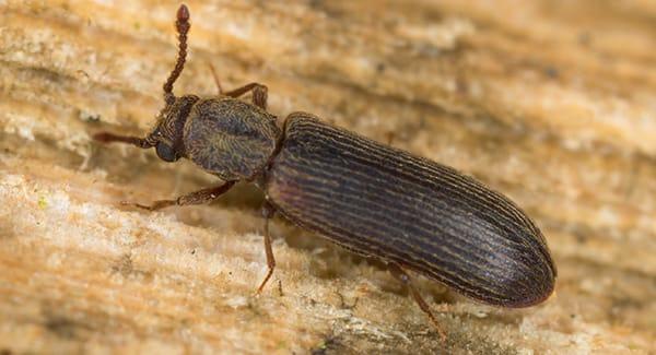 a powderpost beetle crawling along the wooden structure of a south portland home during fall