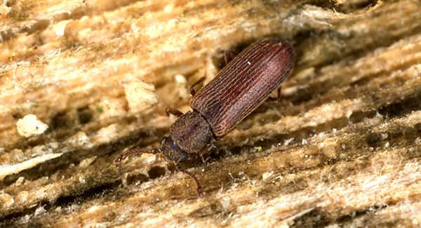 a long dark brown poderpost beetle crawlong along a wooden structure in a new england home before chewing through the wood and creating costly damage