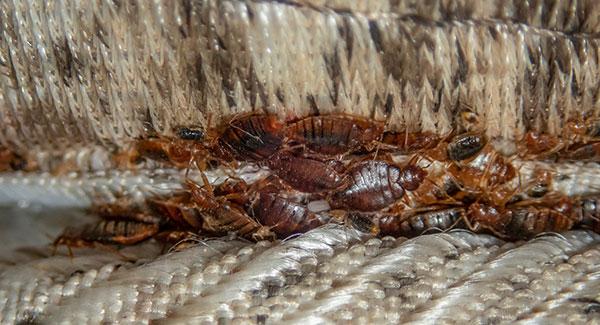 bed bugs on a couch