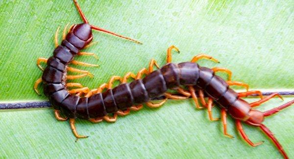 close up of centipede on leaf