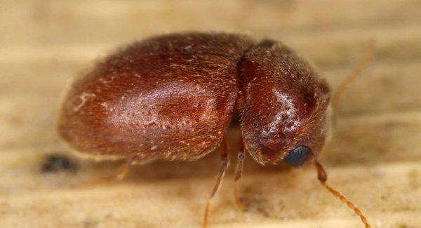 close up of pantry beetle