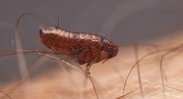 a flea inside of a home