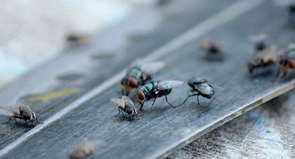 several flies in kitchen