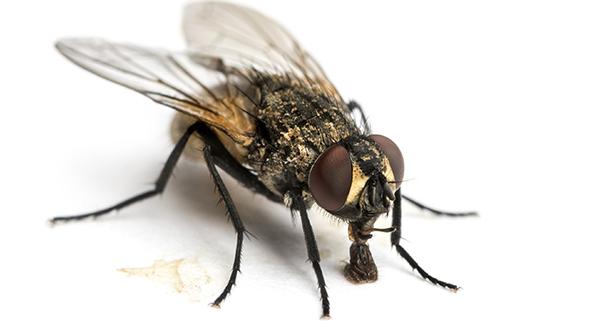 close up of fly