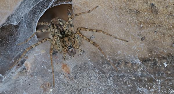 A spider coming out of a web.