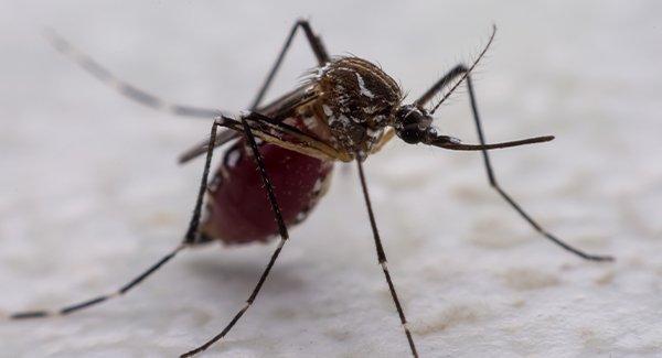 close up of mosquito on table