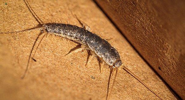 a silverfish on books