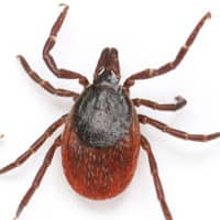 Tick Picture