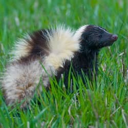 skunk with rabies virus
