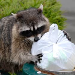 raccoon in trash can