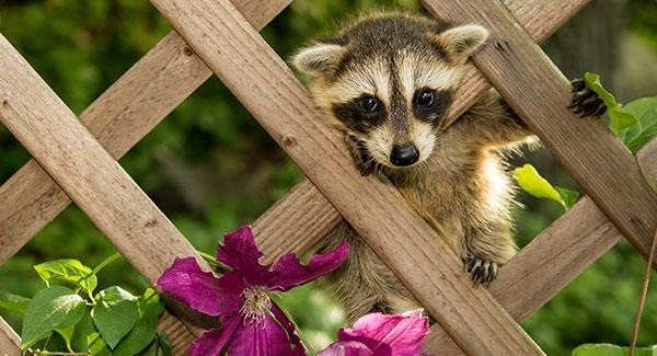 raccoon hanging from fence