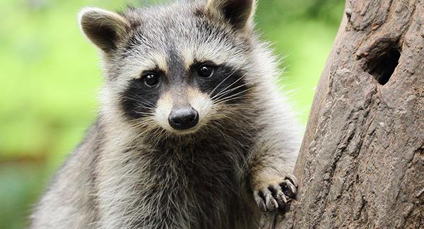 raccoon hiding behind a tree