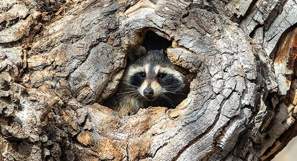 a raccoon hiding in a hole in a tree