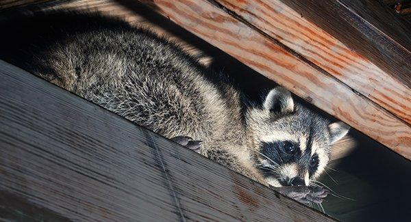 raccoon hiding in the rafters