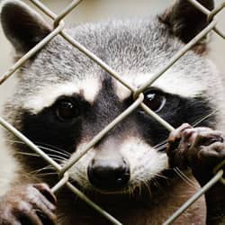 raccoon found in attleboro