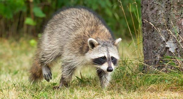 raccoon walking in grass