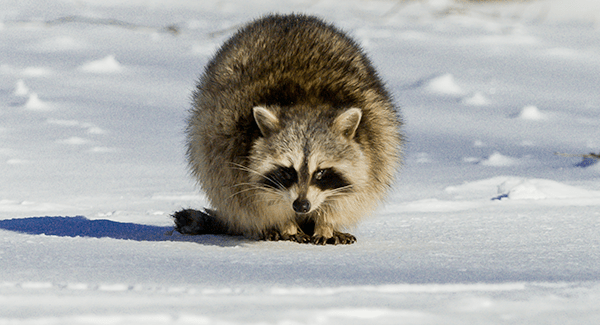 racoon in the snow