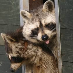 raccoons in a shrewsbury home