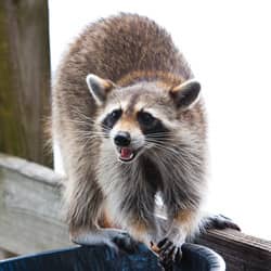raccoon looking for food in trash can