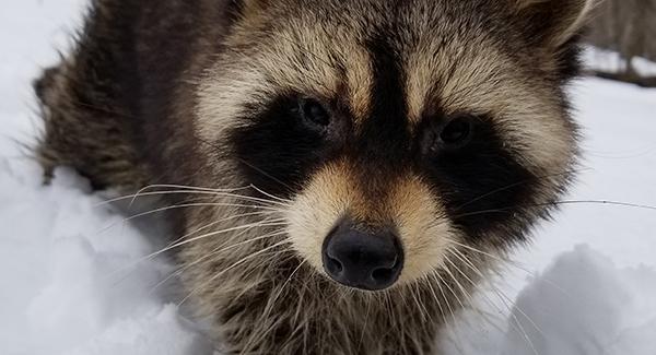 raccoon in winter