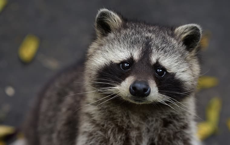 A raccoon in rhode island